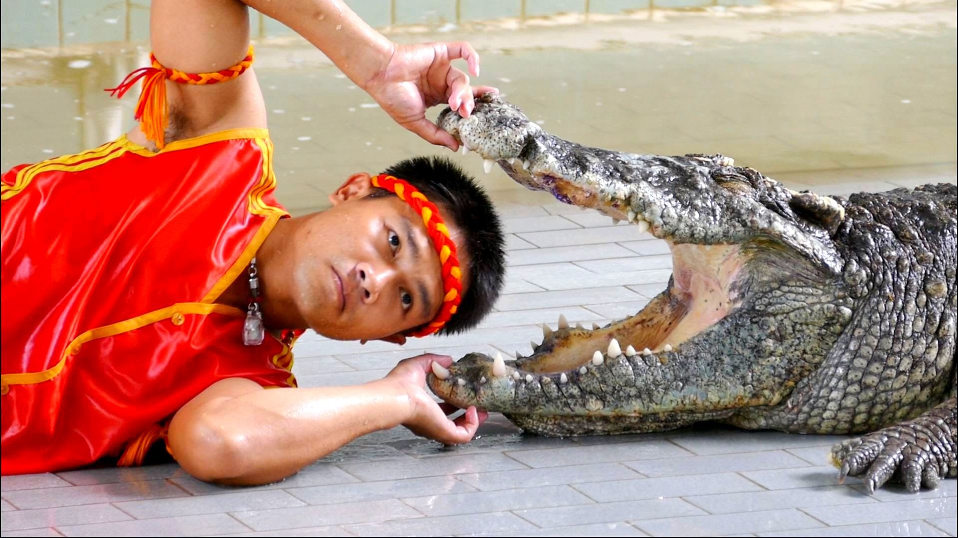 crocodl