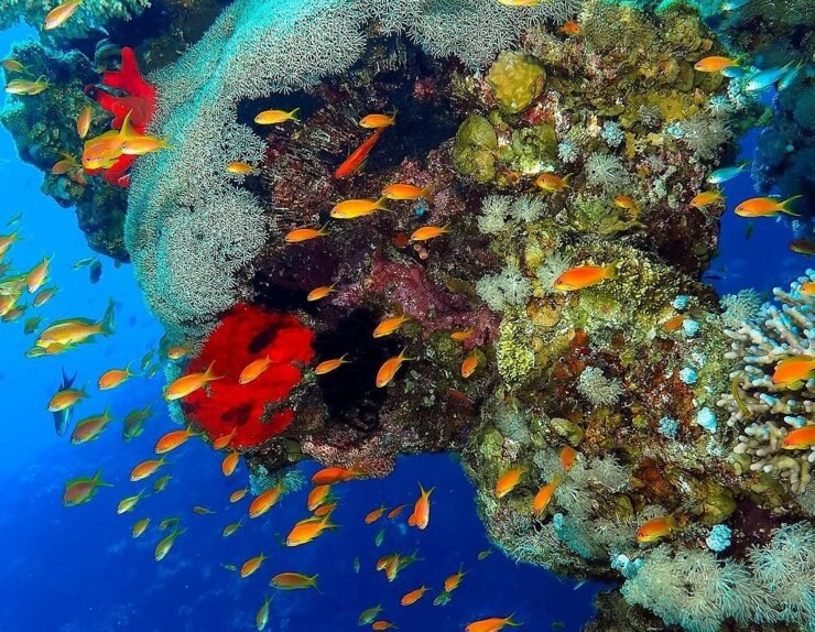coral-reefs